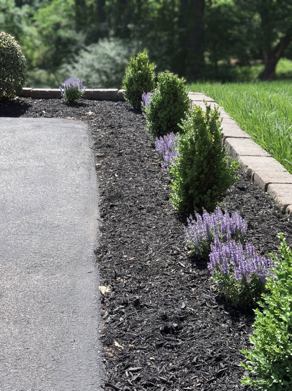 Fresh mulch installation on landscape beds by Green Life Landscaping