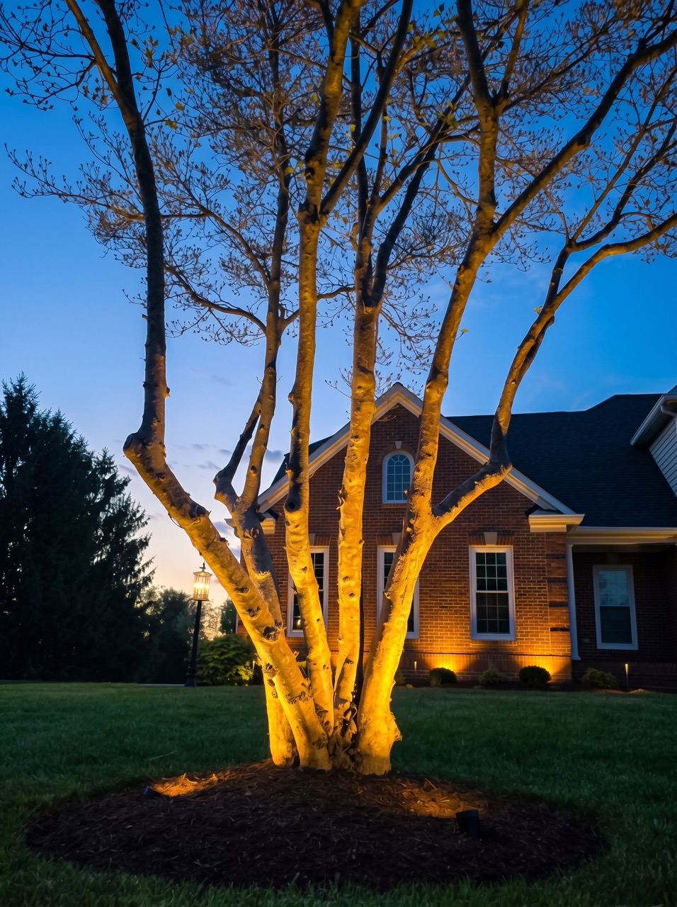 Tree care and maintenance by Green Life Landscaping in MD